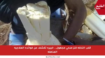 قلب النخلة كنز صحي مجهول.. خبيرة تكشف عن فوائده العلاجية المذهلة